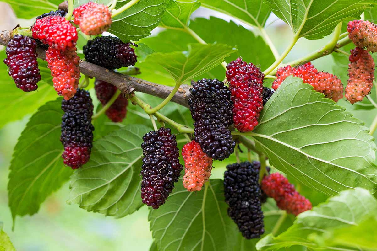 12 Red Mulberry Tree Unrooted Cuttings (Morus rubra) 6-8" - Fast Growing