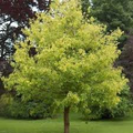 Acer Negundo (Box Elder Maple) Seeds – 10 Seeds for Planting