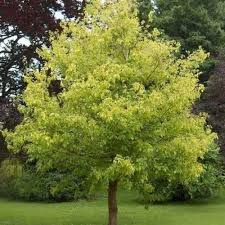 Acer Negundo (Box Elder Maple) Seeds – 10 Seeds for Planting