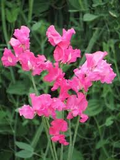 Milly Sweet Pea Seeds (50+ Seeds) - Lilac Fragrant Climbing Vines for Trellises & Bouquets