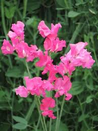 Milly Sweet Pea Seeds (50+ Seeds) - Lilac Fragrant Climbing Vines for Trellises & Bouquets