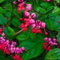 Clerodendrum thomsoniae Red Purple Bleeding Heart Vine - 12" Live Plant