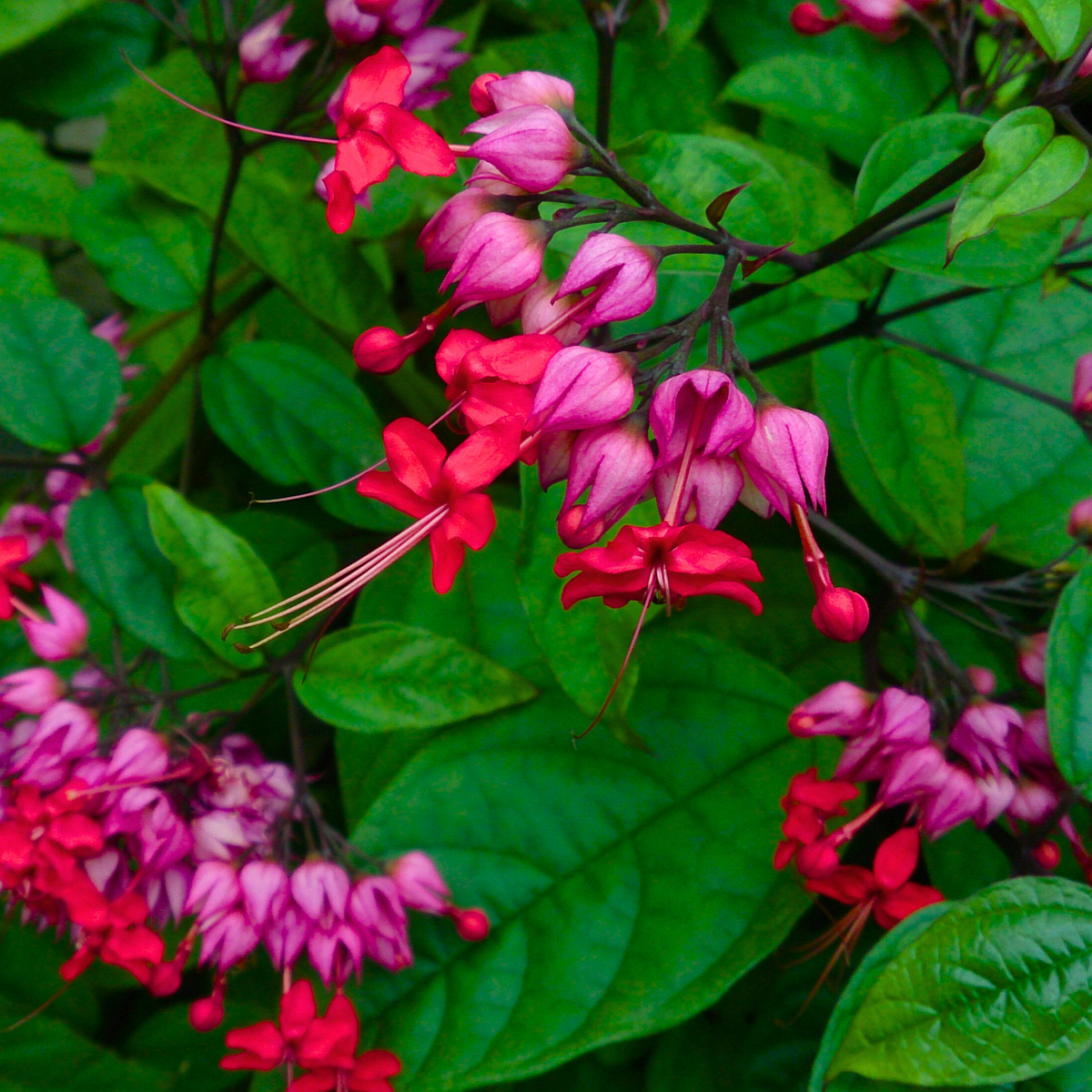 Clerodendrum thomsoniae Red Purple Bleeding Heart Vine - 12" Live Plant
