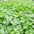 Dichondra Repens Seeds (Creeping Jenny) - 1000 Seeds for Ground Cover, Evergreen, Low Maintenance