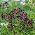 5 American Elderberry Unrooted Cuttings - Sambucus canadensis