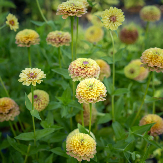 Queen Lime Blush Zinnia Seeds – 100+ Seeds for Cut Flowers, Bedding, Pollinator Garden