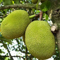 10 Fresh Red Jackfruit Seeds | Artocarpus heterophyllus Starter Plant - High Germination