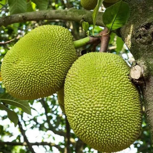 10 Fresh Red Jackfruit Seeds | Artocarpus heterophyllus Starter Plant - High Germination