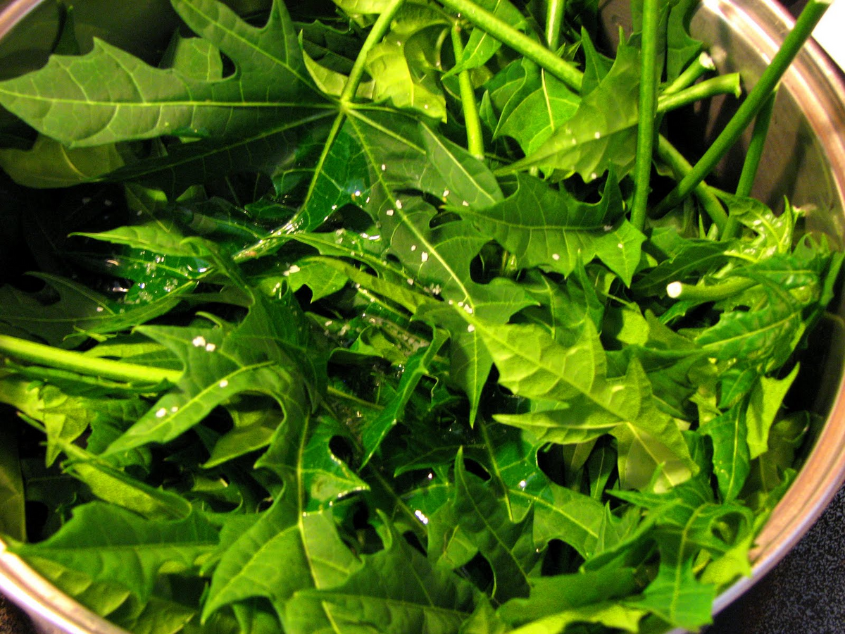 Chaya Mexican Tree Spinach Unrooted Cuttings – 10 Organic CNidoscolus aconitifolius