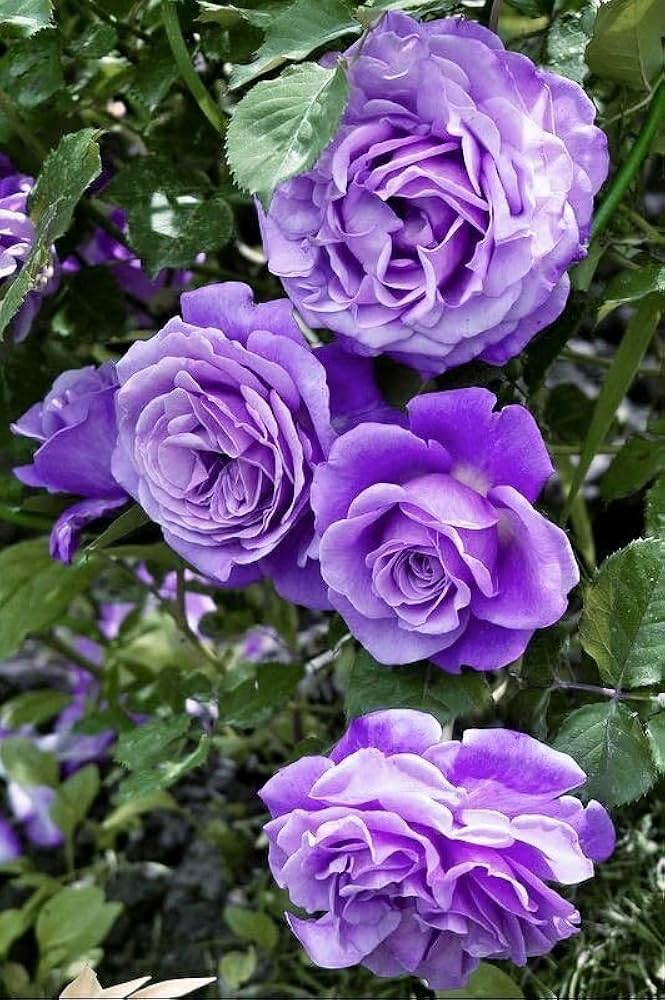 Purple Climbing Rose Seeds – 20 Rare Vining Roses for Trellises & Arches