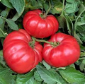 Giant Belgium Pink Tomato Seeds - Heirloom, Non-GMO, Large Fruits for Slicing (Solanum lycopersicum) 30 Seeds