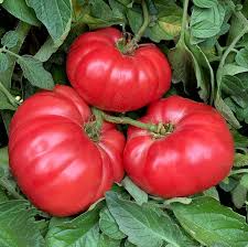 Giant Belgium Pink Tomato Seeds - Heirloom, Non-GMO, Large Fruits for Slicing (Solanum lycopersicum) 30 Seeds