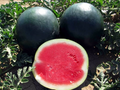 Black Diamond Watermelon Seeds - Heirloom, Non-GMO | 30-75 lb Fruit, 90 Days