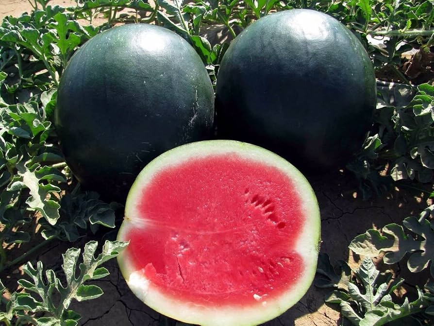 Black Diamond Watermelon Seeds - Heirloom, Non-GMO | 30-75 lb Fruit, 90 Days
