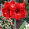 Amaryllis Red Lion Bulb - Large Red Blooms, 24" Tall, Zones 8-11