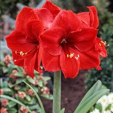 Amaryllis Red Lion Bulb - Large Red Blooms, 24" Tall, Zones 8-11