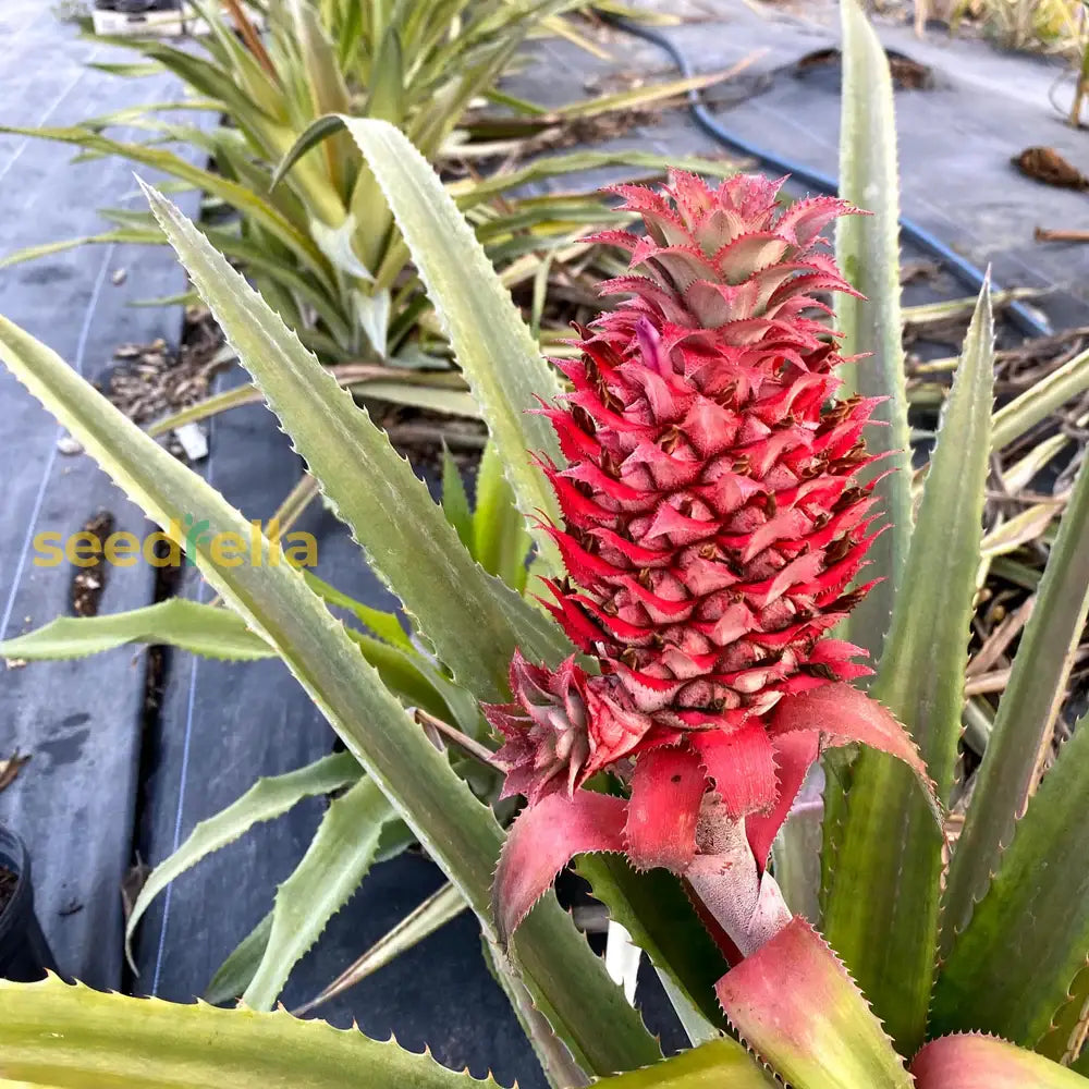 Singapore Red Pineapple Seeds - 15+ USA-Grown Ananas comosus