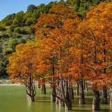 Bald Cypress Tree | 2-3 ft Tall Live Seedling (Taxodium distichum) – Wetland Shade Tree