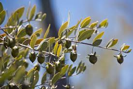 Jojoba Seeds (Simmondsia chinensis) - 5 Seeds for Planting