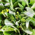 Yu Choy Sum Seeds 500mg - Flowering Brassica Jung Green (Brassica rapa var. parachinensis) Heirloom Non-GMO