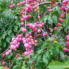 American Plum Tree (Prunus americana) - 2 ft Live Fruit Tree, Ready to Plant