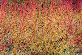 40 Winter Flame Fire Bush Seeds (Cornus sanguinea) – Bloodtwig Red Dogwood