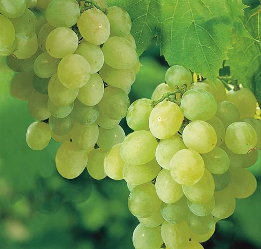 Sweet Seedless Green Grape Cutting Vine - Rooted Starter Plant (Vitis vinifera)