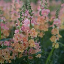 Chantilly Mix Snapdragon Seeds (Antirrhinum majus) - 1000 Seeds, Tall Fragrant Blooms, Mixed Colors