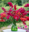 Chantilly Velvet Snapdragon Seeds (Antirrhinum majus) - 1000+ Seeds, Tall Fragrant Deep Red Blooms