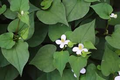 Fish Mint Plants (Houttuynia cordata) - Bare Root, 15 Live Plants, Perennial Ground Cover