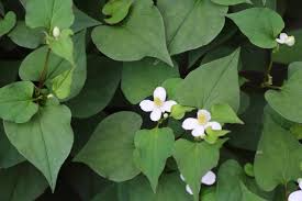 Fish Mint Plants (Houttuynia cordata) - Bare Root, 15 Live Plants, Perennial Ground Cover
