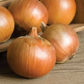 Patterson Onion Seeds - Long-Day Storage Onion Seed Pack (500+ Seeds) for Zones 3-9