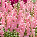 Costa Deep Rose Snapdragon Seeds (Antirrhinum majus) - 1000+ Seeds, Deep Rose-Pink