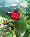 Ochna Serrulata (Mickey Mouse Plant) Seeds - 35 Fresh Seeds, Yellow Flowers, Bonsai, Zones 9-11