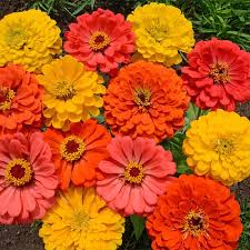 Zinnia FRUITY BEAUTY Mix Seeds - 200 Non-GMO Annual Flowers for Pollinators