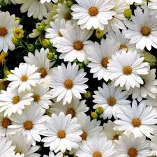 White Gerbera Daisy Seeds - 200+ Seeds for Beds, Borders & Pots
