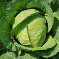 Cabbage Golden Acre Seeds – 1g, Heirloom, Compact Green Heads for Cool-Season Gardens