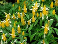 Yellow Shrimp Plant Starter - Pachystychys lutea (Golden Lollipop) Plug Plant 3-5 in