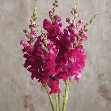 Antirrhinum majus Potomac Royal Snapdragon Seeds – 1000+ Rich Purple Blooms