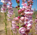 Palmer’s Penstemon Seeds (Penstemon palmeri) – 100mg Native Wildflower, Pink Fragrant Blooms