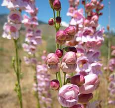 Palmer’s Penstemon Seeds (Penstemon palmeri) – 100mg Native Wildflower, Pink Fragrant Blooms