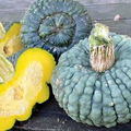 Marina Di Chioggia Squash Seeds – Heirloom Warted Winter Squash (25+ Seeds)