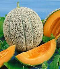 Hales Best Jumbo Melon Seeds - Cantaloupe (Cucumis melo) Heirloom, 35 Seeds