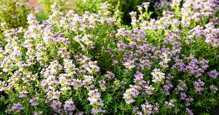 Thyme (Thymus vulgaris) Seeds – 300 Celled Pack for Culinary Use & Pollinator Gardens