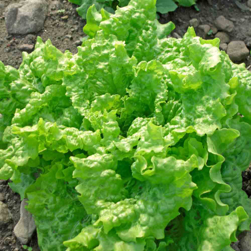 Black Seeded Simpson Leaf Lettuce Seeds (700) - Lactuca sativa Heirloom