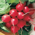 Cherry Belle Radish Seeds (80) - Heirloom Raphanus sativus, Fast-Growing for Spring & Fall