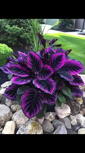 Purple Tip Calathea Couture Seeds (Calathea sp.) – 25 Seeds for Indoor/Foyer, Tropic Foliage