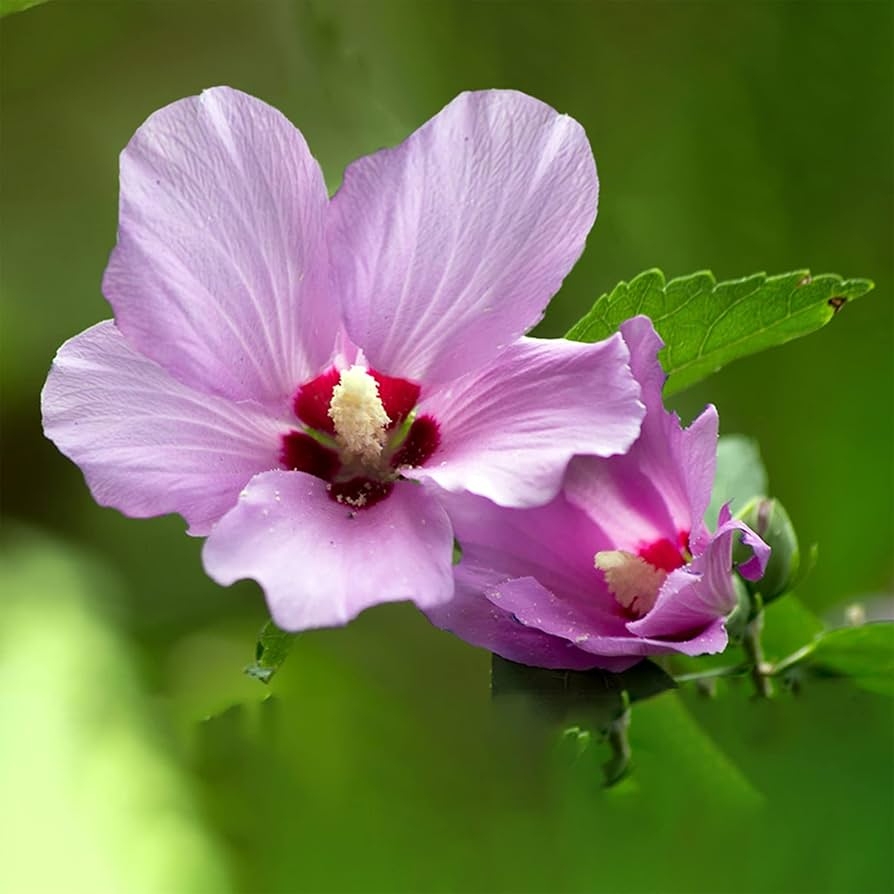 Rose of Sharon Hibiscus Starter Plant (6") | Hibiscus syriacus, Random Colors