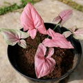 Syngonium podophyllum 'Pink Perfection' Live Arrowhead Plant in 4" Pot