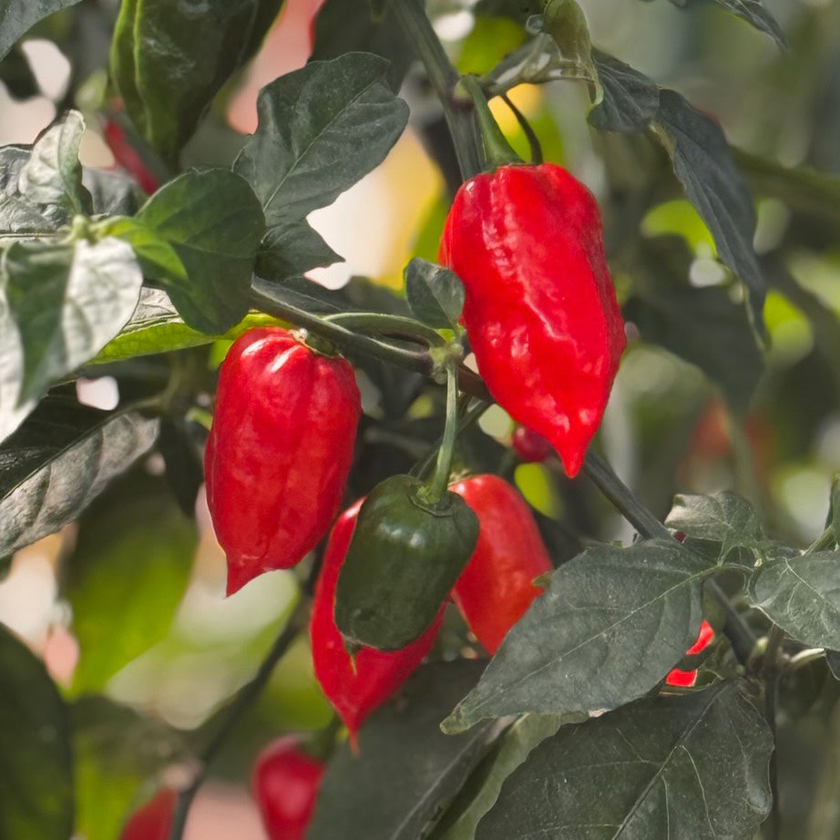 Ghost Pepper Seeds Bhut Jolokia - Super Hot Chili (20 Seeds)